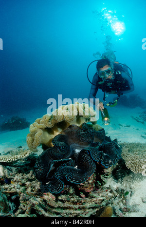 Taucher und Giant Clam Tridacna Squamosa Indischer Ozean Malediven Stockfoto