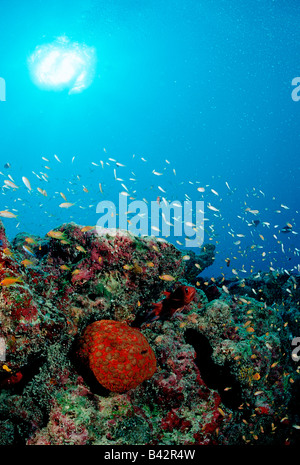 Anthias und Kissen Seestern am Korallenriff Pseudanthias Culcita Schmideliana Indischer Ozean Malediven Stockfoto