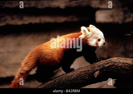 Zoologie / Tiere, Säugetier / Säugetier-, fire Fox, (Ailuridae), Red Panda (Ailurus Fulgens), läuft auf Ast, Vertrieb: Nep Stockfoto
