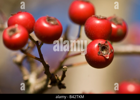 Weißdornbeeren (Crataegus Monogyna) Stockfoto