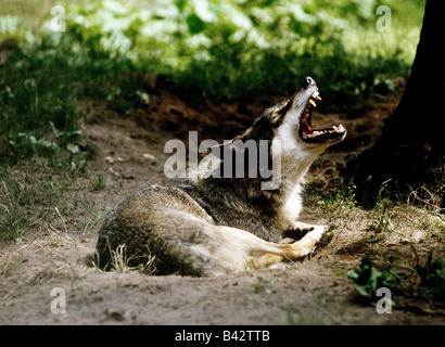 Zoologie / Tiere, Säugetier / Säugetier-, Wölfe, Europäische graue Wolf (Canis Lupus), liegend, Vertrieb: Europa, Tier, Canidae, C Stockfoto