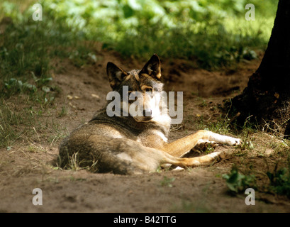 Zoologie / Tiere, Säugetier / Säugetier-, Wölfe, Europäische graue Wolf (Canis Lupus), liegend, Vertrieb: Europa, Tier, Canidae, C Stockfoto