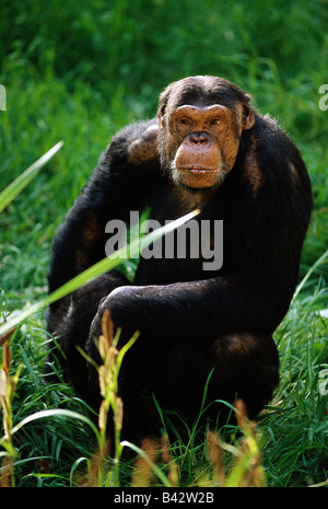 Zoologie / Tiere, Säugetier / Säuger, Affen, westafrikanische Schimpansen (Pan Troglodytes Verus), sitzen, Gras, Vertrieb: C Stockfoto
