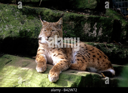 Zoologie / Tiere, Säugetier / Säugetier, Felidae, Eurasischer Luchs (Lynx Lynx), liegend auf Felsen, Vertrieb: Europa, Asien, Luchse, eine Stockfoto