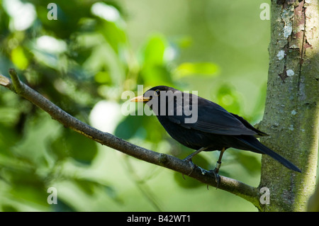 Schwarzer Vogel "Turdus Marula" thront auf einem Ast in einem Wald im Vereinigten Königreich. Stockfoto