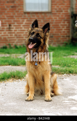 Zoologie / Tiere, Säugetier / Säugetier-, Hunde (Canis Lupus Familiaris), alte deutsche lange Haaren Schäferhund, sitzend, Bewegung, S Stockfoto