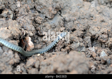 VOR KURZEM SCHLÜPFTEN RINGELNATTER NATRIX NATRIX ZEIGEN MARKANTE CREME BAND HINTER KOPF HINWEIS TOTES BLATT FÜR SKALA Stockfoto