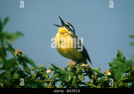 Zoologie / Tiere, Vogelgrippe / Vögel, unter der Leitung von blauen Bachstelze (Motacilla Flava), sitzend auf Ast, Vertrieb: Nord-West-Afrika, Stockfoto