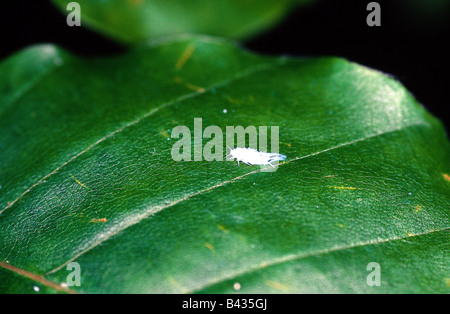 Zoologie / Tiere, Insekten, Blattläuse (Aphidina), rote Blattläuse am ...