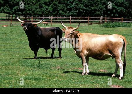 Zoologie / Tiere, Säugetier / Säugetier, Rinder, Auerochsen, (Bos Primigenius Taurus), im Gehäuse, zwei Tiere stehen auf der Wiese, Stockfoto