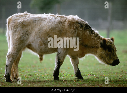 Zoologie / Tiere, Säugetier / Säugetier, Rinder (Bos), Hausrind, (Forma Bos Primigenius Taurus), Galloway Rinder, White Pa Stockfoto