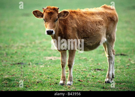 Zoologie / Tiere, Säugetier / Säugetier, Rinder, Auerochsen, (Bos Primigenius Taurus), im Gehäuse, Vertrieb: Europa, Tier, ru Stockfoto