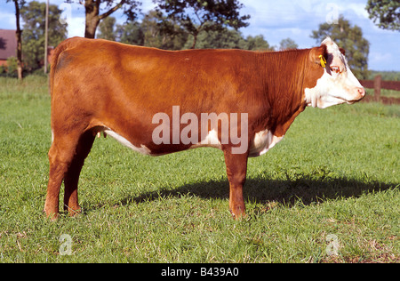 Zoologie / Tiere, Säugetier / Säugetier, Rinder (Bos), Hausrind, (Forma Bos Primigenius Taurus), Fleckvieh, braun, Stockfoto