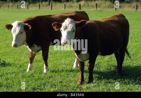 Zoologie / Tiere, Säugetier / Säugetier, Rinder (Bos), Hausrind, (Forma Bos Primigenius Taurus), Fleckvieh, braun, Stockfoto