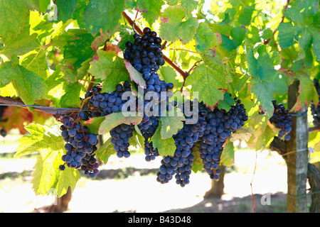 Rote Trauben am Rebstock Stockfoto