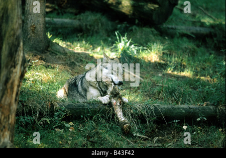 Zoologie/Tiere, Säugetiere, Säugetier/Wolfs, Europäischen grauen Wolf (Canis lupus), liegend mit Raub, Verbreitung: Europa - Additional-Rights Clearance-Info - Not-Available Stockfoto