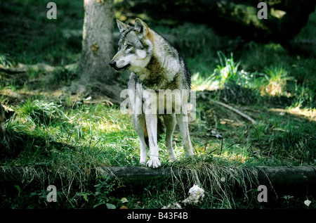 Zoologie/Tiere, Säugetiere, Säugetier/Wolfs, Europäischen grauen Wolf (Canis lupus), Lügen, Verbreitung: Europa - Additional-Rights Clearance-Info - Not-Available Stockfoto