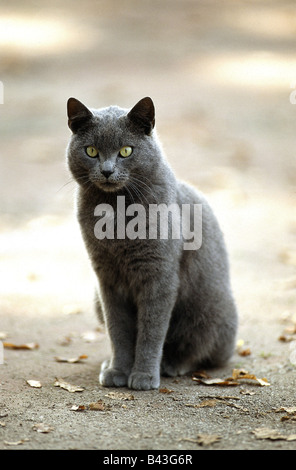 Zoologie/Tiere, Säugetier/Säugetiere, Katzen (Felidae), Chartreux Katze, sitzend auf der Strasse, Additional-Rights - Clearance-Info - Not-Available Stockfoto