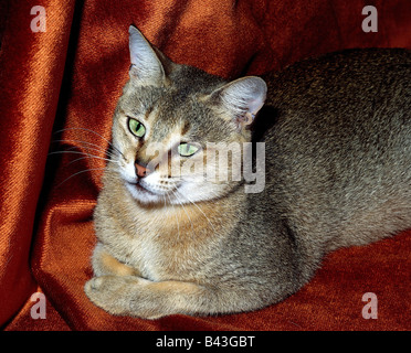 Zoologie/Tiere, Säugetier/Säugetiere, Katzen (Felidae), Abessinier Katze, studio Shot, Nahaufnahme, Additional-Rights - Clearance-Info - Not-Available Stockfoto