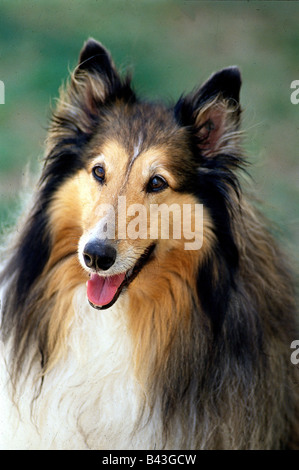 Zoologie/Tiere, Säugetiere, Säugetier/Hunde (Canis Lupus Familiaris), Collie, Schottischer Schäferhund, Detail, Kopf, Additional-Rights - Clearance-Info - Not-Available Stockfoto