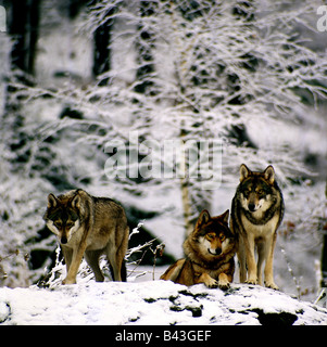 Zoologie/Tiere, Säugetiere, Säugetier/Wolfs, Europäischen grauen Wolf (Canis lupus), drei Wölfe im Schnee, Distribution: Sowjetunion, Nordeuropa, Additional-Rights - Clearance-Info - Not-Available Stockfoto