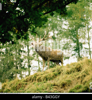 Zoologie/Tiere, Säugetiere, Säugetier/Rehe, Rotwild (Cervus elaphus), Rut, Verbreitung: Europa, Asien, Nordafrika, Additional-Rights - Clearance-Info - Not-Available Stockfoto