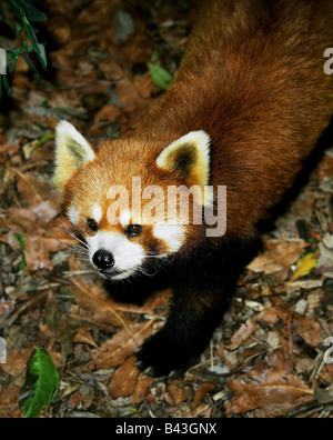 Zoologie/Tiere, Säugetiere, Säugetier/Fire Fox, (ailuridae), kleiner Panda (ailurus fulgens) Kleiner Panda, Distribution: Nepal, Burma, China, Additional-Rights - Clearance-Info - Not-Available Stockfoto