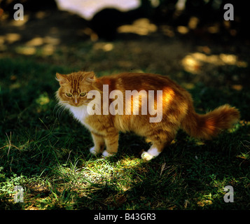 Zoologie/Tiere, Säugetier/Säugetiere, Katzen (Felidae), Hauskatzen, rote Katze im Gras, Additional-Rights - Clearance-Info - Not-Available Stockfoto