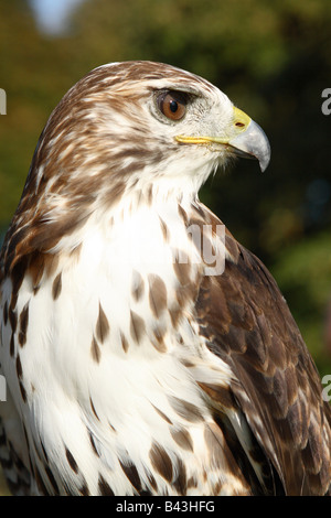 Red Tail Hawk Buteo Jamaicensis native Falken von Nordamerika, Kanada und den USA Stockfoto