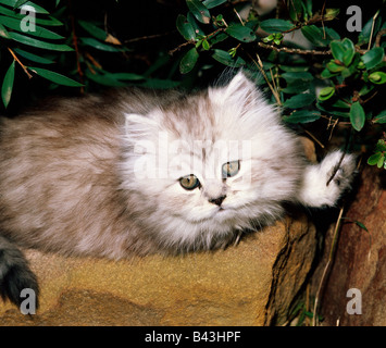 Zoologie/Tiere, Säugetier/Säugetiere, Katzen (Felidae), Chinchilla, Kätzchen liegend auf Rock, Nahaufnahme, Additional-Rights - Clearance-Info - Not-Available Stockfoto