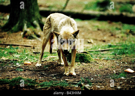 Zoologie/Tiere, Säugetiere, Säugetier/Wolfs, Europäischen grauen Wolf (Canis lupus), Lügen, Verbreitung: Europa, Nordamerika, der Sowjetunion, Additional-Rights - Clearance-Info - Not-Available Stockfoto