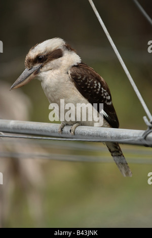 Kookaburra auf einem Kleiderbügel Stockfoto