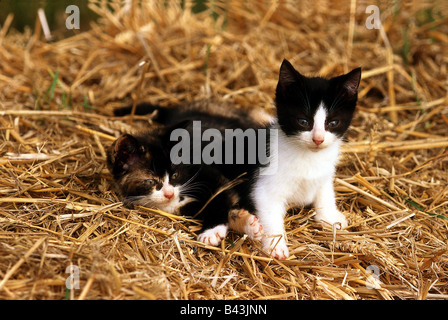 Zoologie/Tiere, Säugetier/Säugetiere, Katzen (Felidae), Hauskatzen, zwei schwarz-weisse Katze sitzend in Stroh, Additional-Rights - Clearance-Info - Not-Available Stockfoto