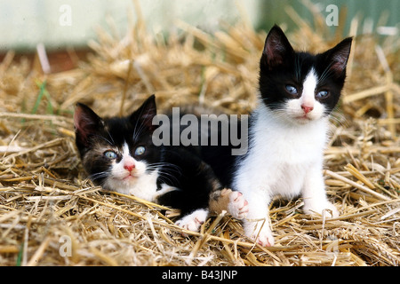 Zoologie/Tiere, Säugetier/Säugetiere, Katzen (Felidae), Katzen, Kätzchen, zwei schwarz-weißen Kätzchen sitzend in Stroh, Verbreitung: Weltweit, Additional-Rights - Clearance-Info - Not-Available Stockfoto