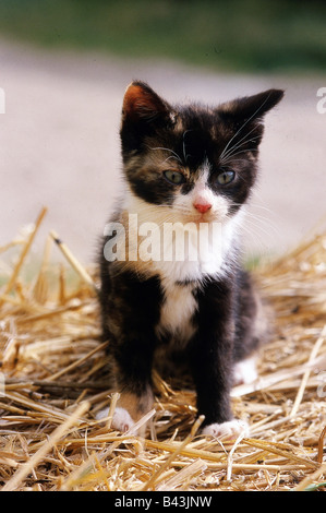 Zoologie/Tiere, Säugetier/Säugetiere, Katzen (Felidae), Schildpatt Katze, Kitten, junge Tortoishell, sitzen in Stroh, Verbreitung: Weltweit, Additional-Rights - Clearance-Info - Not-Available Stockfoto