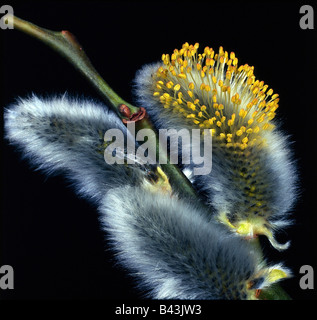 Botanik, Weiden (Salix), Catkin, in Zweigstellen, studio Shot, Nahaufnahme, Additional-Rights - Clearance-Info - Not-Available Stockfoto