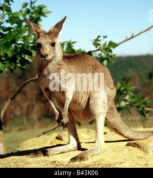 Zoologie/Tiere, Säugetiere, Säugetier/Eastern Grey Kangaroo, Känguru, (Macropus gigantheus), Verbreitung: Australien, Additional-Rights - Clearance-Info - Not-Available Stockfoto