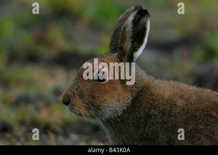 Irische Schneehase Stockfoto