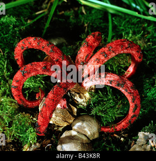 Botanik, Pilze, Clathrus, Octopus Exemplar des Gemeinen Stinkmorchels, (Clathrus archeri), auf woodground, ungenießbar, Nahaufnahme, Additional-Rights - Clearance-Info - Not-Available Stockfoto