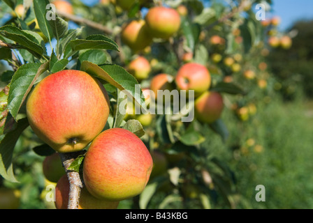 Englische Äpfel Pinova Äpfel Lathcoats Apple Farm Galleywood Essex 2008 2000er Jahre UK HOMER SYKES Stockfoto