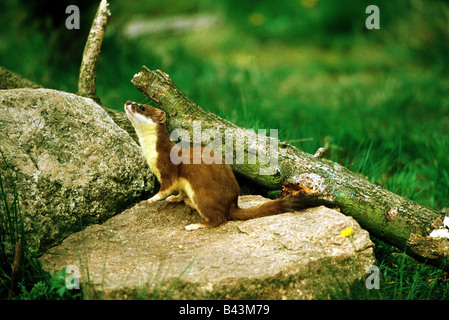 Zoologie/Tiere, Säugetiere, Säugetier/Martens, Hermelin (Mustela erminea), stehen auf Rock, Lueneburger Heide, Verbreitung: Europa, Asien, Nordamerika, Additional-Rights - Clearance-Info - Not-Available Stockfoto