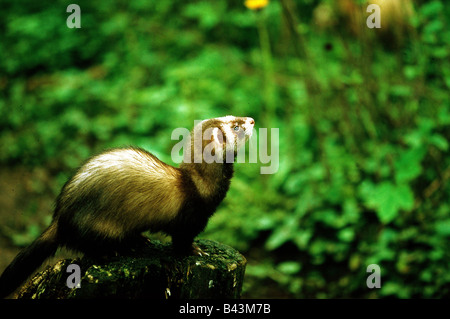 Zoologie/Tiere, Säugetiere, Säugetier/Martens, Europäischen Iltis (Mustela putorius), sitzen auf den Felsen im Wald, Lüneburger Heide, Verbreitung: Europa, Asien, Additional-Rights - Clearance-Info - Not-Available Stockfoto