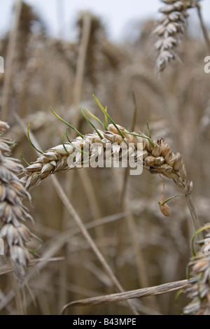 Gekeimte Körner in Ähren im Feld Spätlese. Stockfoto