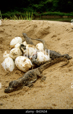 Nil-Krokodil (Crocodylus Niloticus) schlüpfen Stockfoto