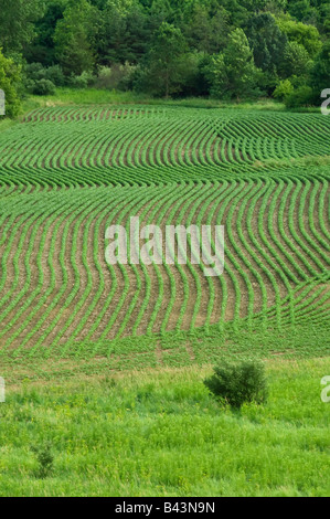 Soja-Pflanzen wachsen in gekrümmten Reihen zwischen öffnen Feld (Vordergrund) und Wald (Hintergrund) Stockfoto