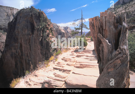 Zion National Park in Utah. Blick vom Aufstieg zu "Angels Landing" Cliff - eine der spektakulärsten Wanderungen im Park. Stockfoto