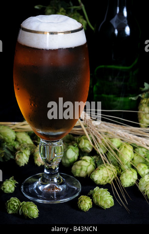 Ein Glas Bier mit frischem grünen Hopfen und Gerste auf schwarzem Hintergrund. Stockfoto