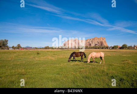 Zwei Ranch Pferde grasen auf einer Weide auf einer kleinen Ranch in der Nähe von Smith Rock State Park in Terrebonne Oregon Stockfoto