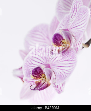 Rosa-weiß gestreifte Phalaenopsis Orchidee blüht Stockfoto
