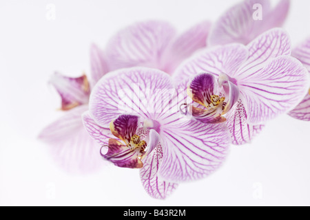 Rosa-weiß gestreifte Phalaenopsis Orchidee blüht Stockfoto